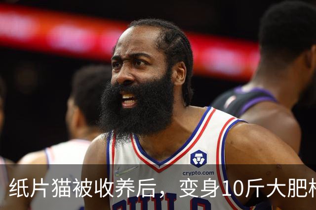 纸片猫被收养后，变身10斤大肥橘，看得眼眶热热的